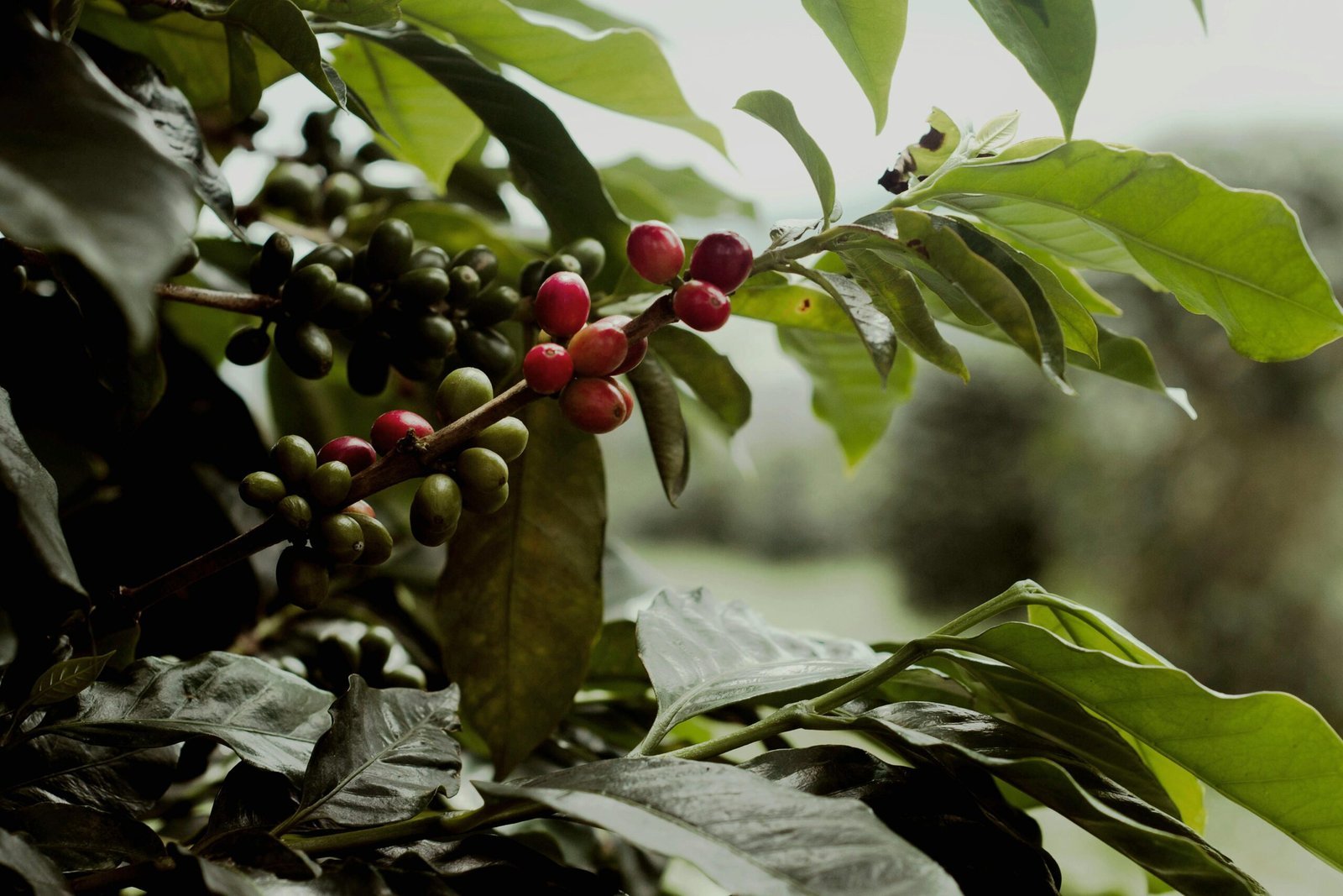 How to Make Your Coffee Routine More Sustainable