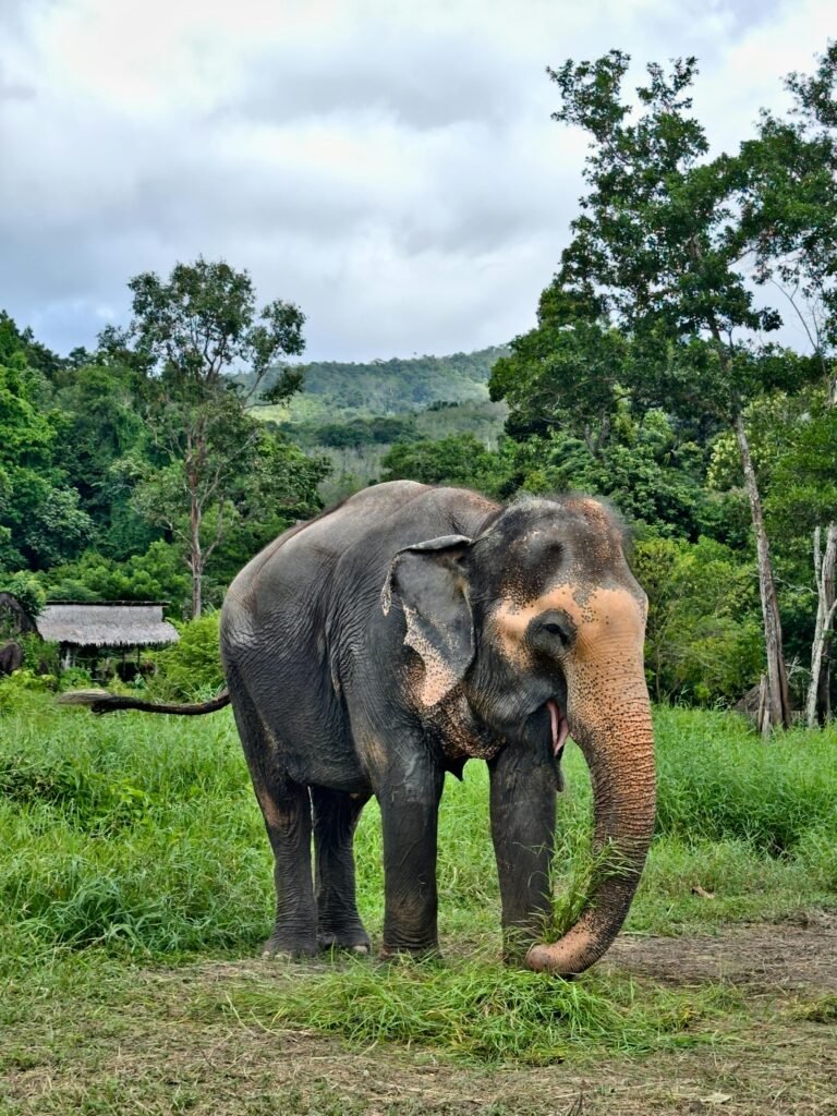 Rescued Thai Elephant within a Sanctuary
